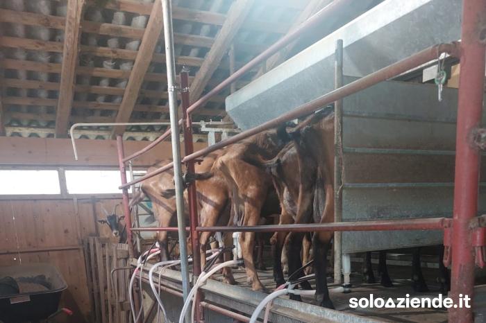 Vendita Attivita' artigianali alimentari e non AZIENDA AGRICOLA ALLEVAMENTO E FORMAGGI DI CAPRA  a Pertica Bassa (BS)